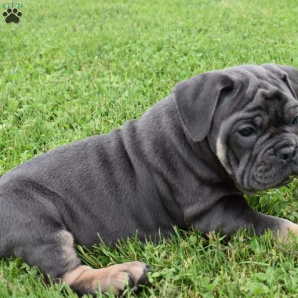 Iris, Olde English Bulldogge Puppy